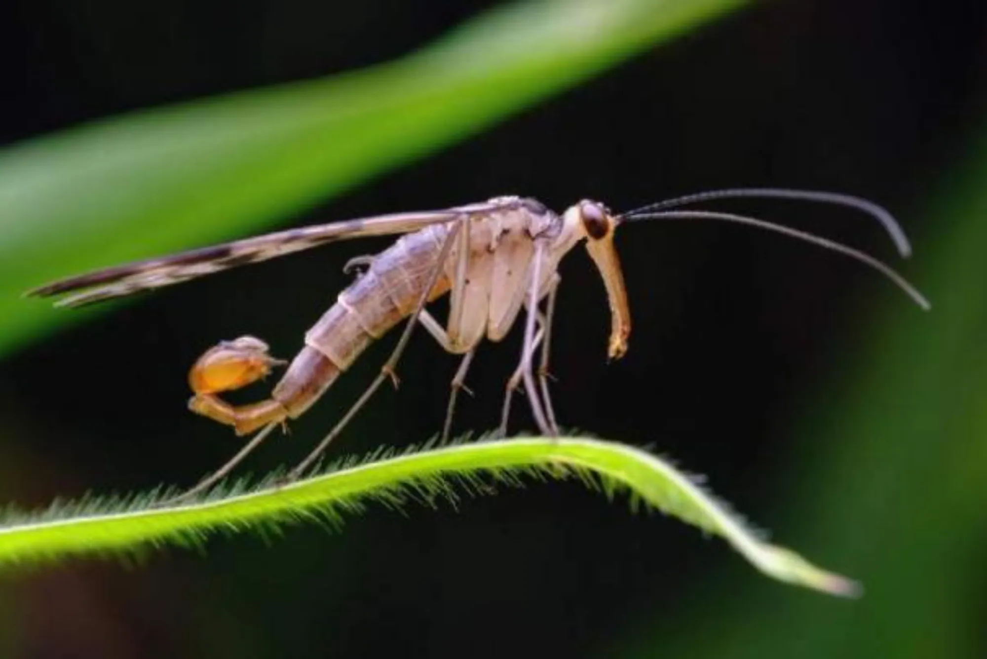 New Firmoss Species Found in China Offers Hope for Alzheimer's Cure